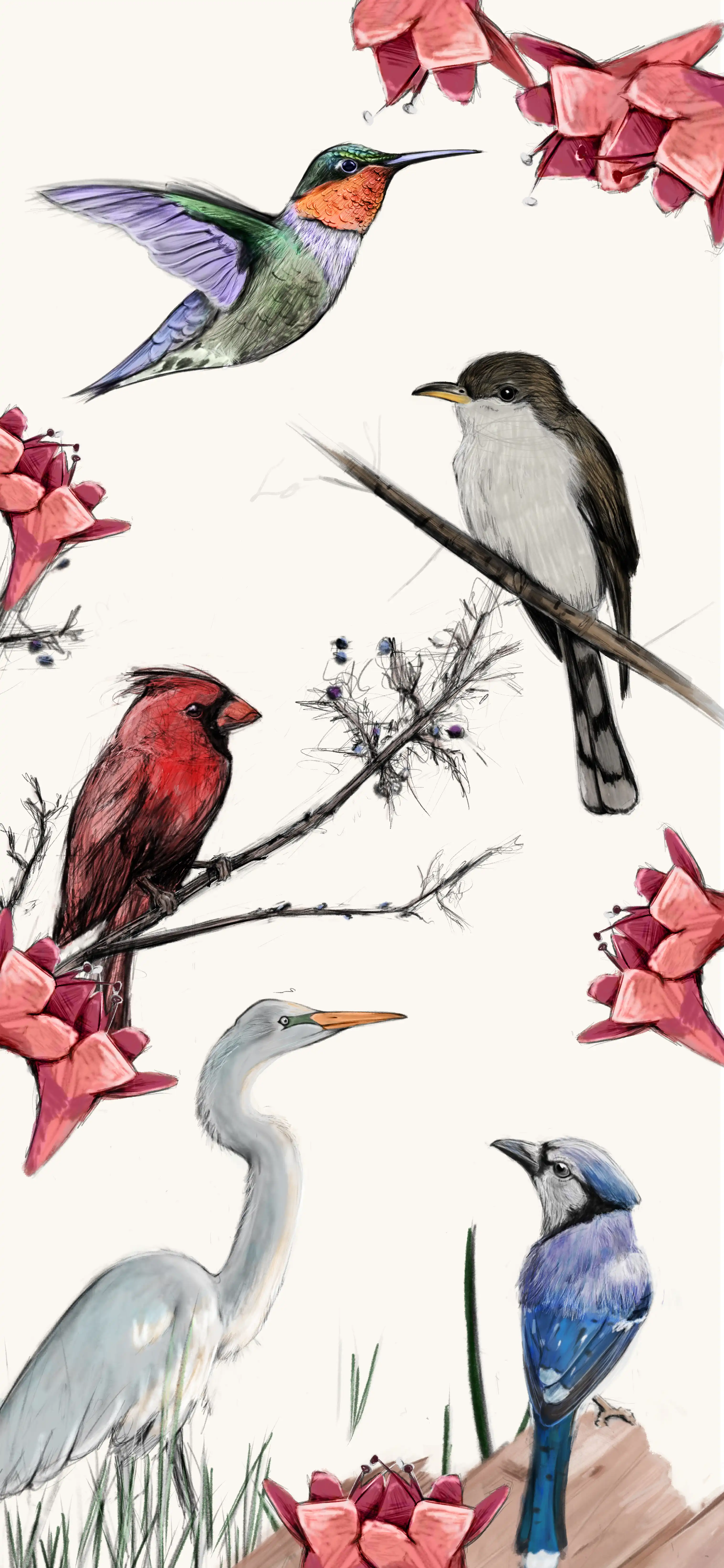 Illustration d'oiseaux par Laurent Richard designer graphique